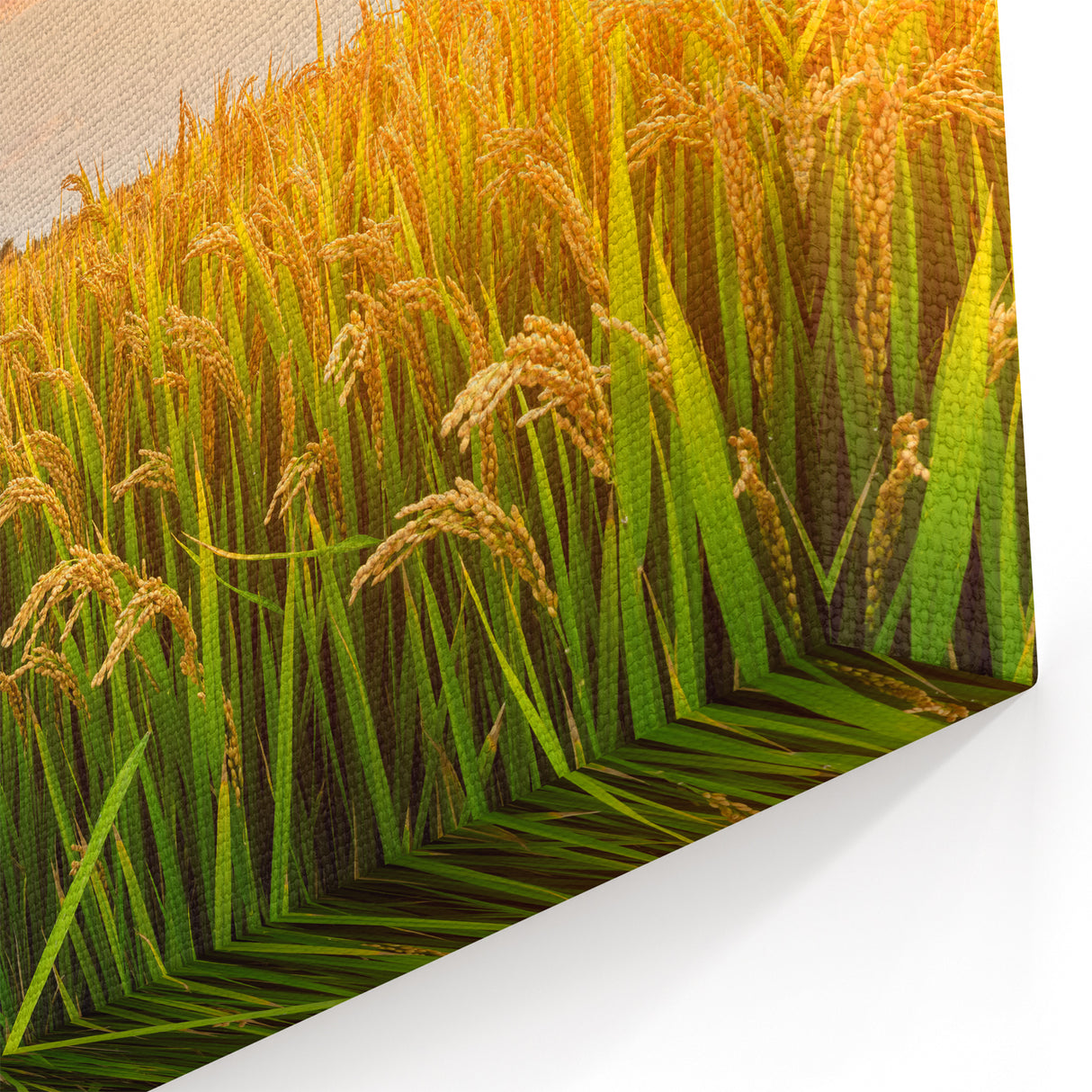 Rolling Fields Canvas Art - Golden Wheat Field at Sunset Landscape Print