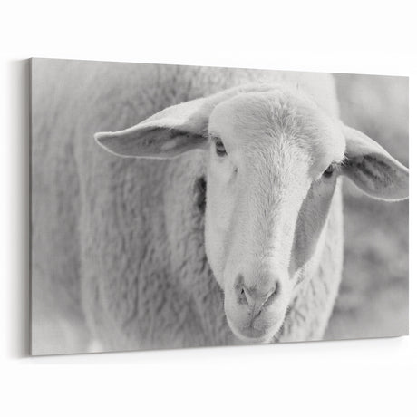 Serene Sheep Wall Art - Rustic Farm Animal Canvas Print