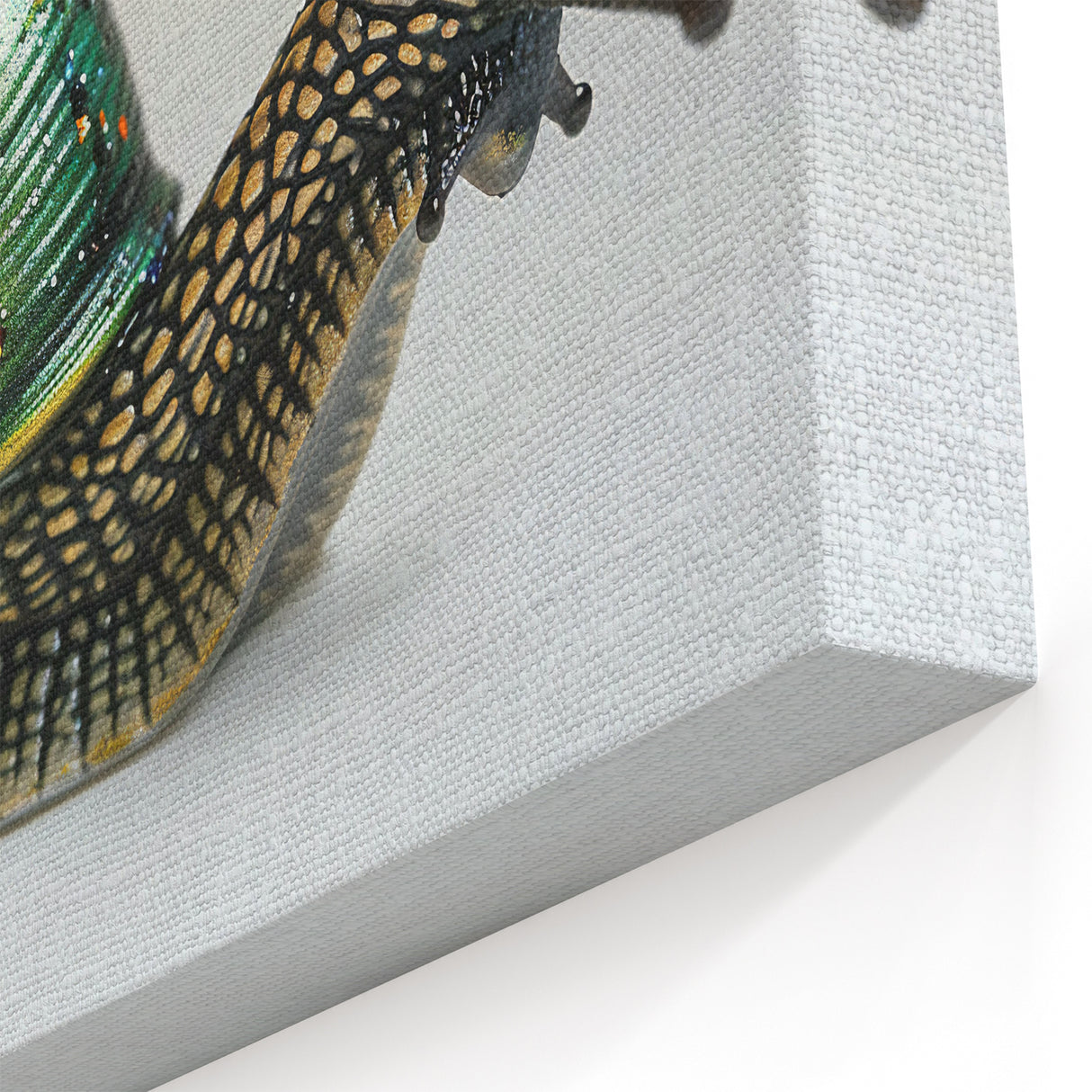 Stunning Snail Wall Art - Nature's Beauty on Canvas, Acrylic, and Prints