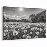Black and White Countryside Art - Dandelion Field in Sunlight