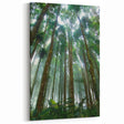 Towering Rainforest Trees Art - Majestic Jungle Landscape Print - Nature Decor
