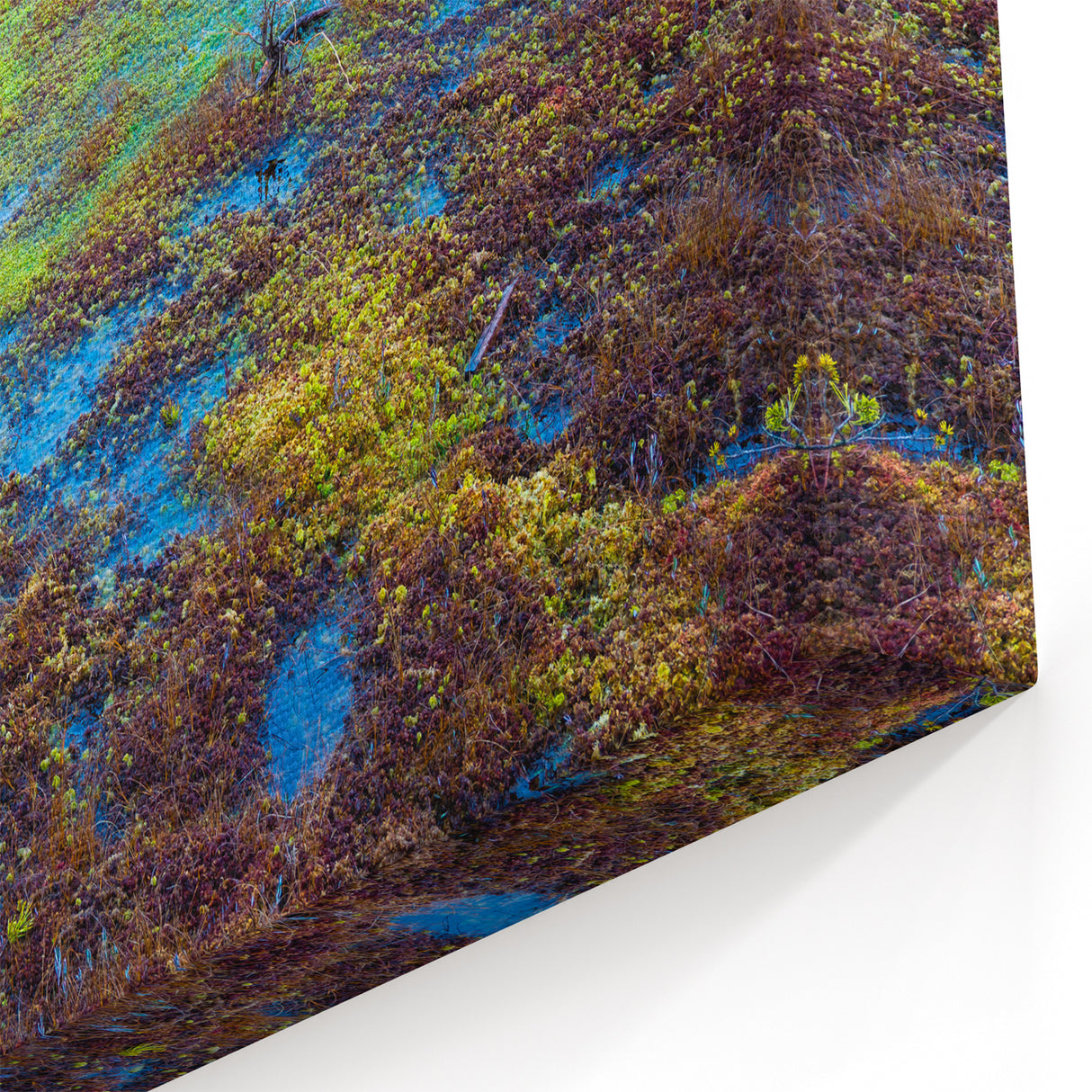 Beautiful Swamp Photography - Nature Marshland Artwork