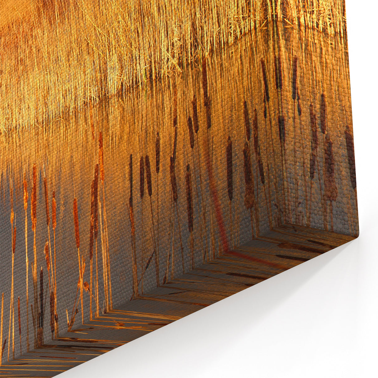 Golden Marsh Reeds at Sunset - Scenic Swamp and Marsh Canvas Prints