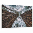 Towering Redwood Trees in Mist Art - Majestic Forest Landscape Decor