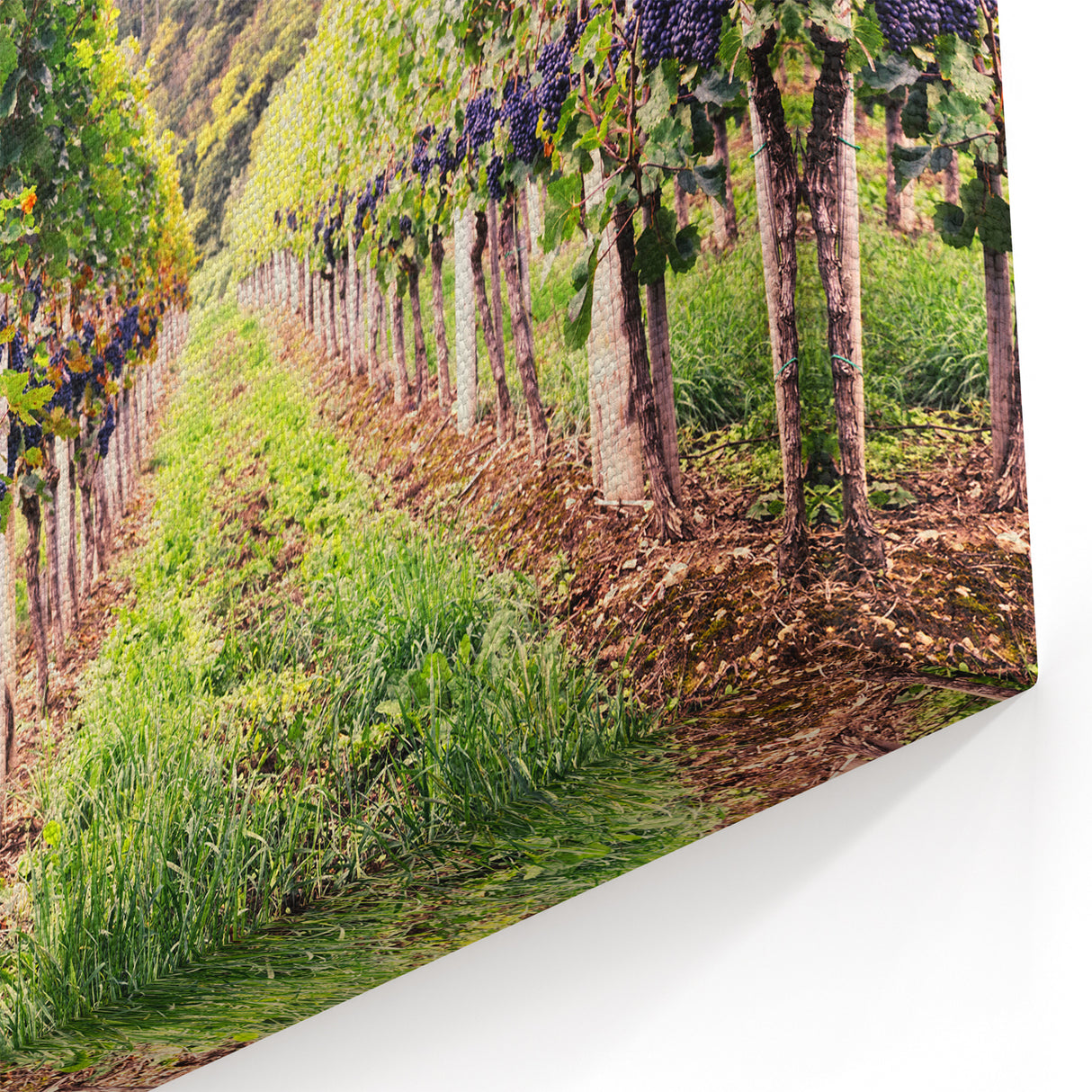 Vineyard Wall Art - Scenic Vineyard Canvas Print for Wine Country Decor