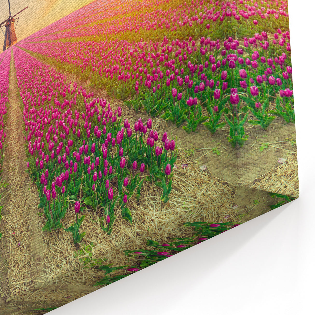 Vibrant Windmill & Tulip Field Art - Sunset Glow Canvas Print