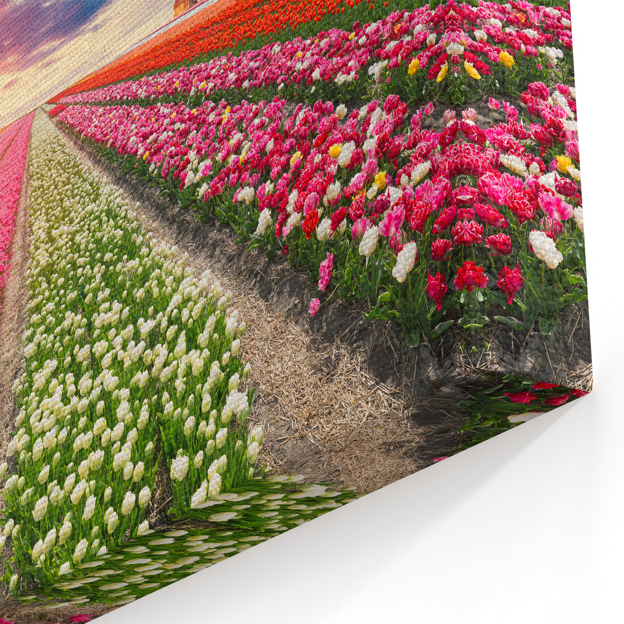 Colorful Windmill & Tulip Field Art - Scenic Sunset Canvas Print