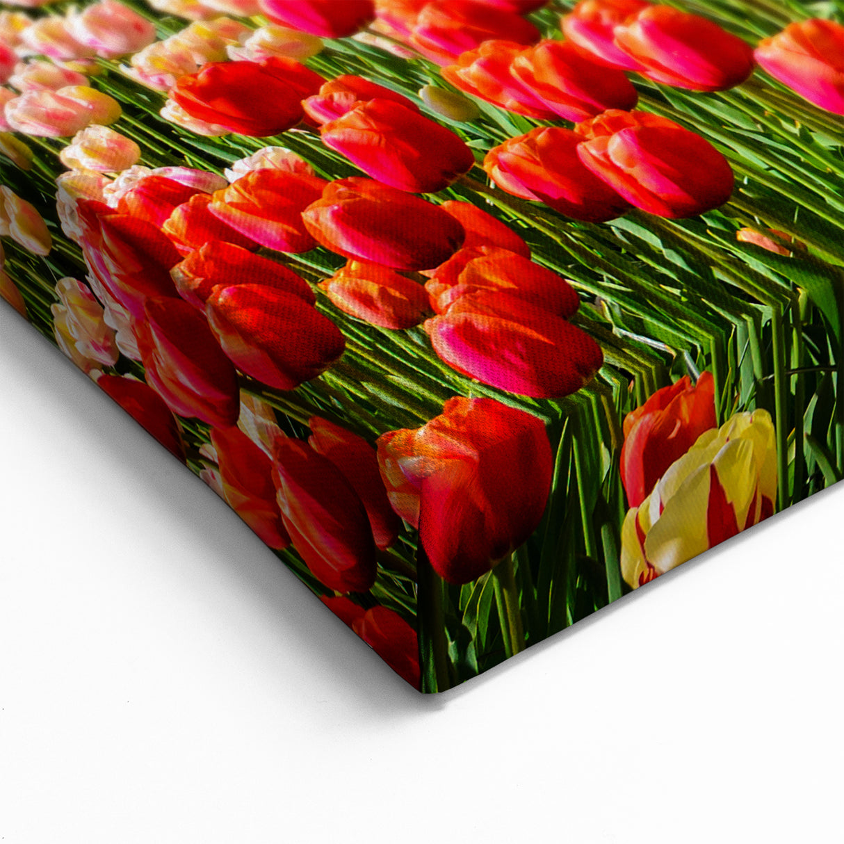 Lively Windmills & Tulips Art - Colorful Dutch Landscape Print