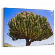 Majestic Ethiopian Cactus Tree - Vibrant African Nature Art Print