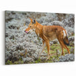 Ethiopian Wolf in Highland Habitat - Majestic Wildlife Art Print