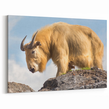 Majestic Bhutan Takin Wall Art - Bhutan Scenic Prints for Home Decor