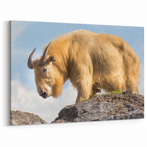 Majestic Bhutan Takin Wall Art - Bhutan Scenic Prints for Home Decor