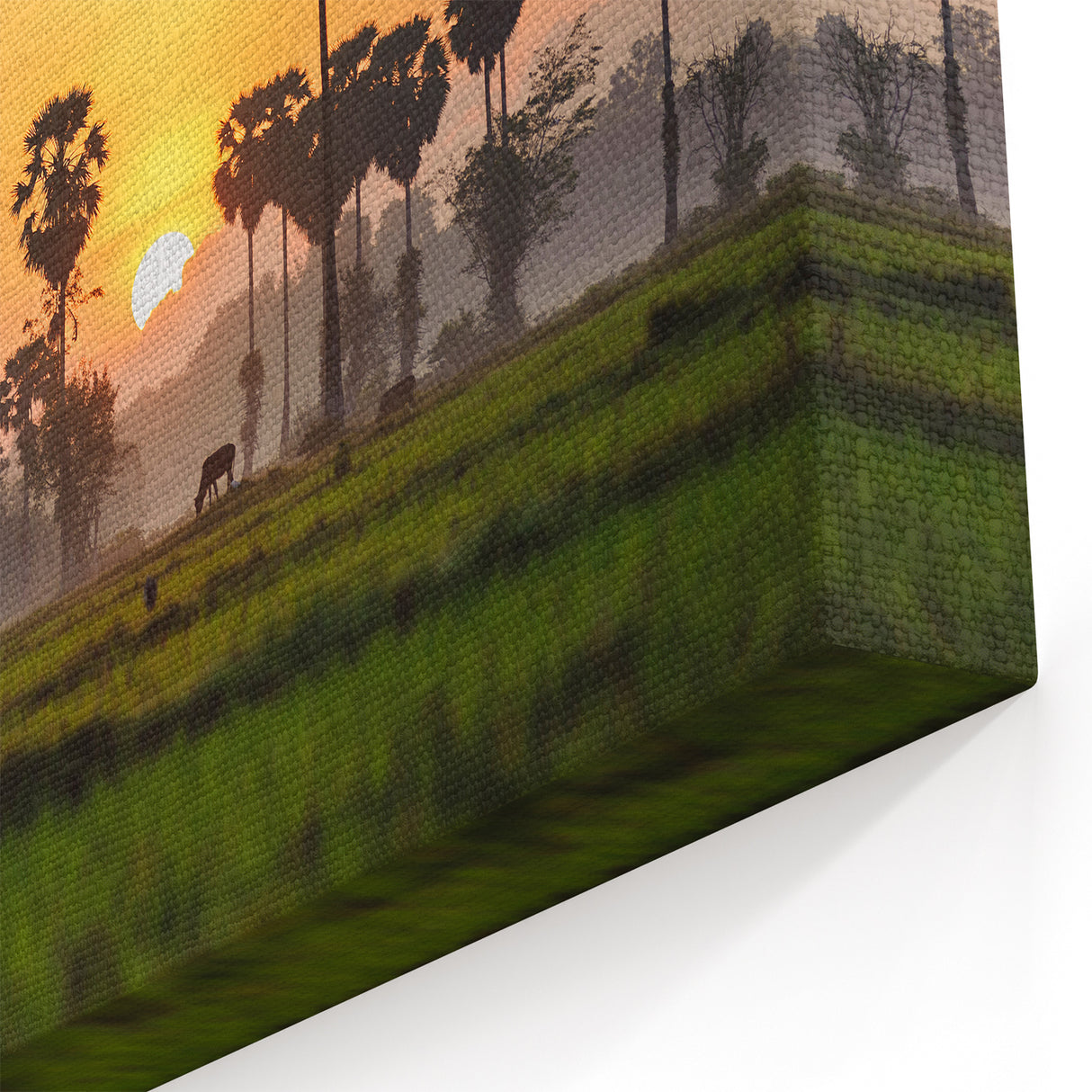 Cambodia Scenic Views - Palm Trees at Sunrise Over Rice Fields