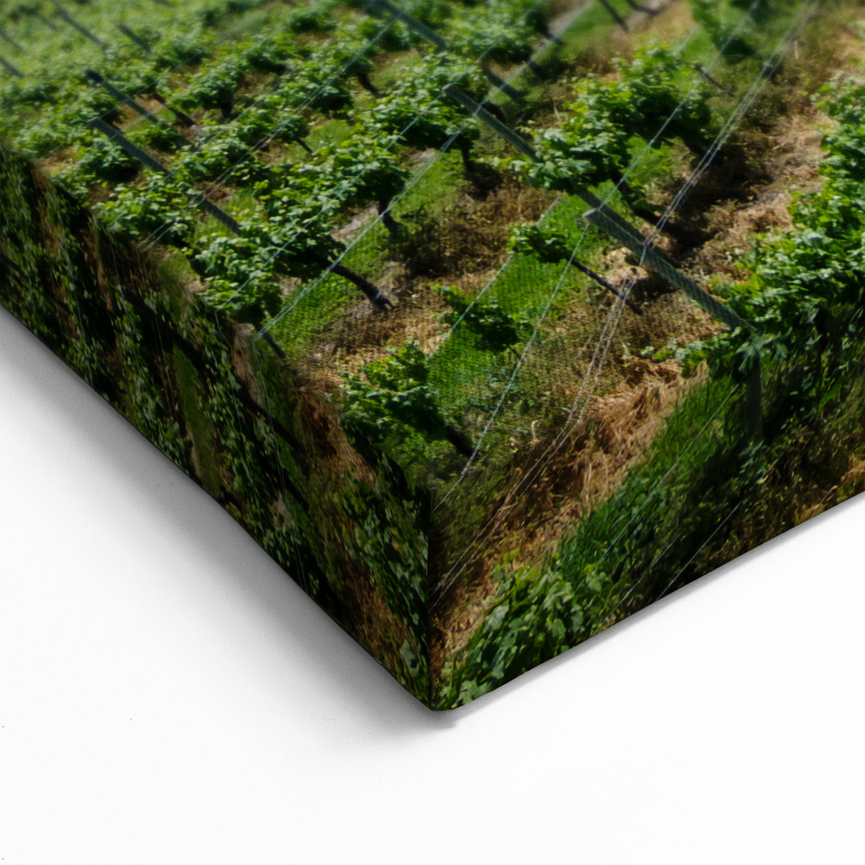 Vineyard by the Lake – British Columbia Vineyard Wall Art