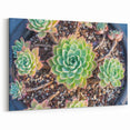 Vibrant Succulent Wall Art - Botanical Greenery Print for Modern Homes