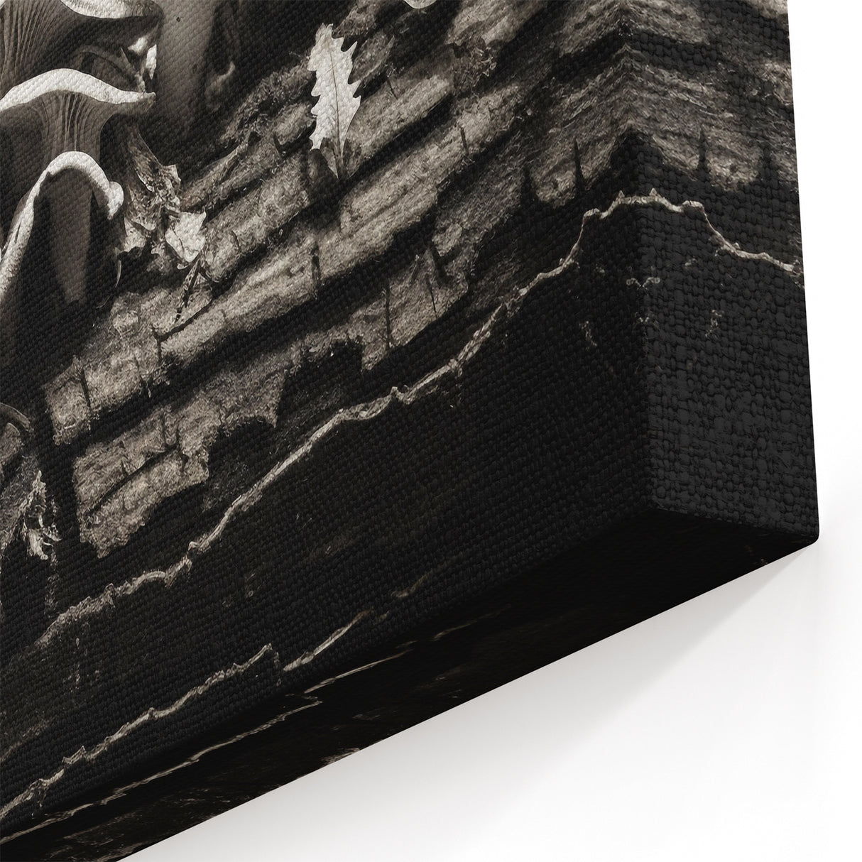 Mushroom Wall Art | Black and White Fungi Prints | Botanical Mushroom Canvas
