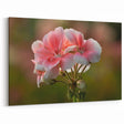 Soft Pink Geranium Flower Art - Botanical Geranium Canvas - Elegant Decor
