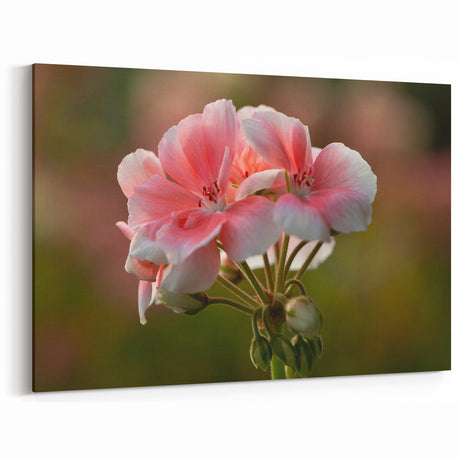 Soft Pink Geranium Flower Art - Botanical Geranium Canvas - Elegant Decor