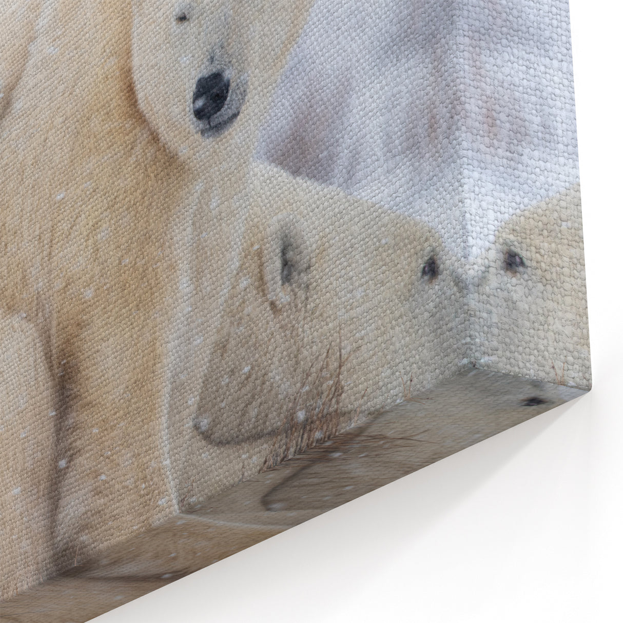 Resting Polar Bears in Snow - Manitoba Wildlife Winter Wall Art Print