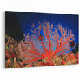 Underwater Coral Photography - Australia Marine Life Art in Vibrant Red