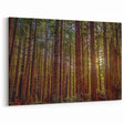 Redwood Forest Sunlight Wall Art - Serene California Trees Canvas Print