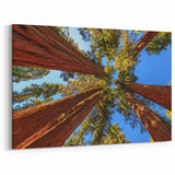 Upward Redwood Trees View - Majestic Forest Canopy Canvas Art Print
