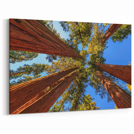 Upward Redwood Trees View - Majestic Forest Canopy Canvas Art Print