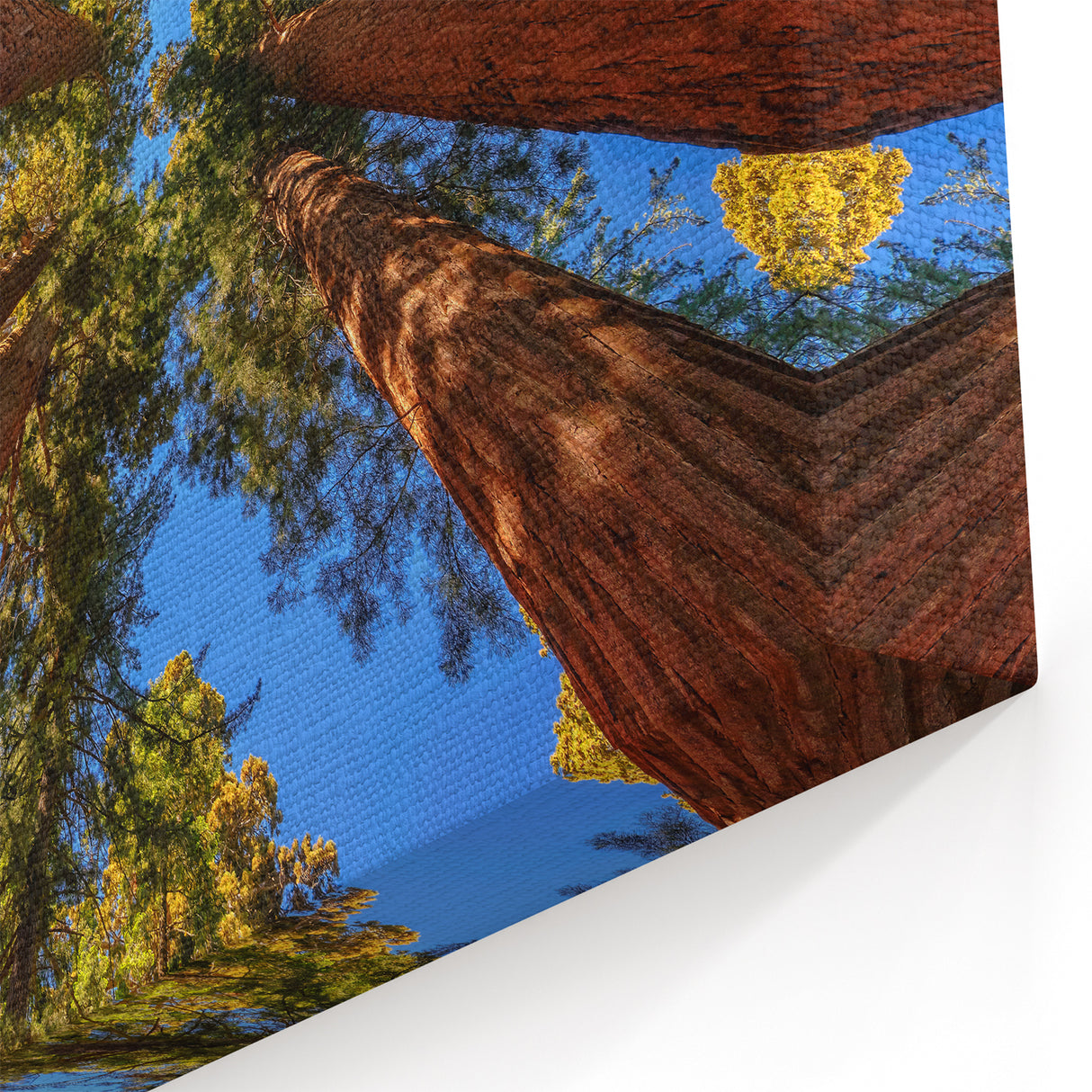 Upward Redwood Trees View - Majestic Forest Canopy Canvas Art Print
