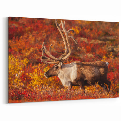 Caribou in Autumn Tundra – Vibrant Wildlife Wall Art from Northwest Territories