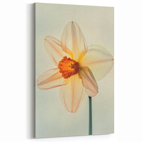 Translucent Daffodil Wall Art | Soft Botanical Yellow Flower Canvas Print