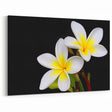 Minimalist Tropical Plumeria Art - White and Yellow Botanical Print