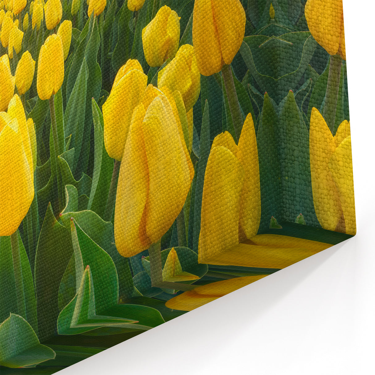 Golden Yellow Tulip Wall Art – Bright Tulip Canvas & Framed Prints