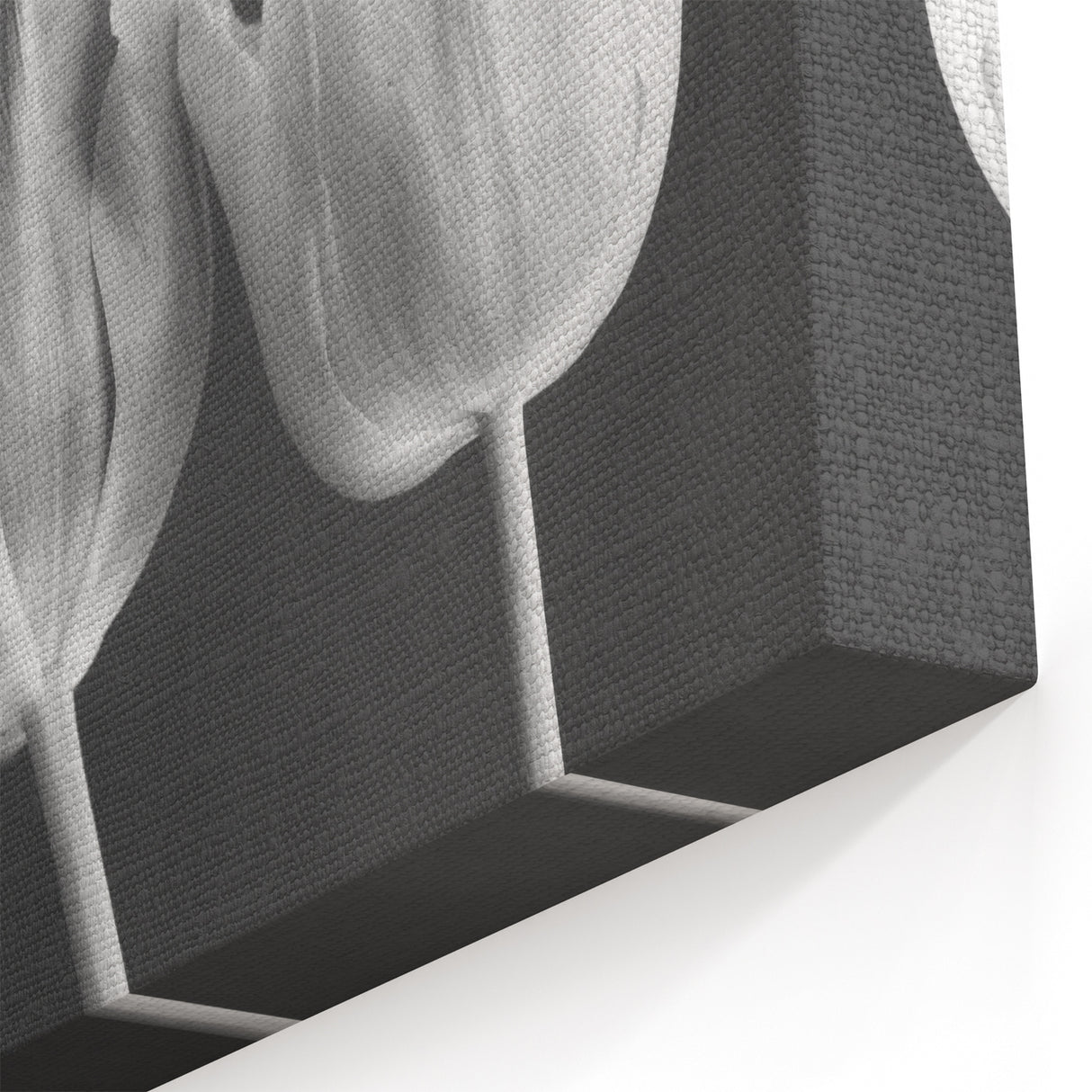 Elegant Black and White Tulip Wall Art | Tulip Canvas Prints for Modern Decor
