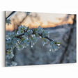 Ice and Frost on Blossoms | Nature Close-Up Winter Wall Art Photography