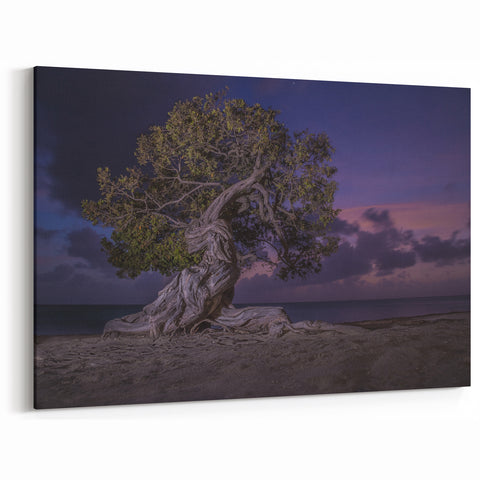 Aruba Coastal Decor – Twisted Tree at Dusk on Scenic Caribbean Beach