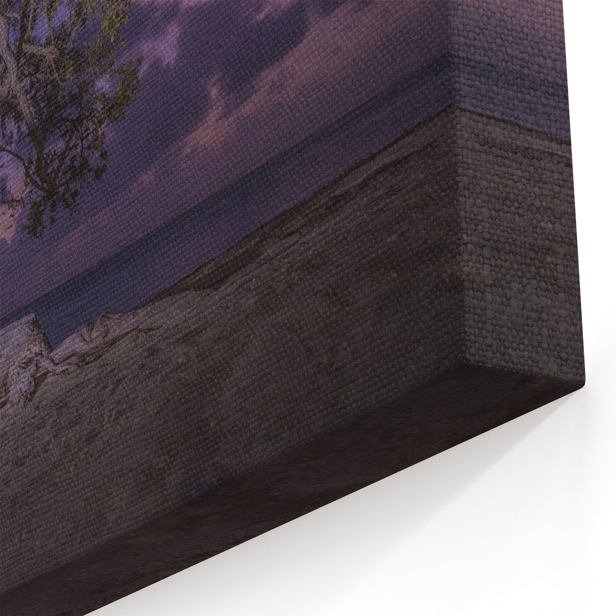 Aruba Coastal Decor – Twisted Tree at Dusk on Scenic Caribbean Beach