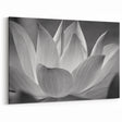 Elegant Black & White Floral Wall Art - Botanical Nature Close-Up Prints