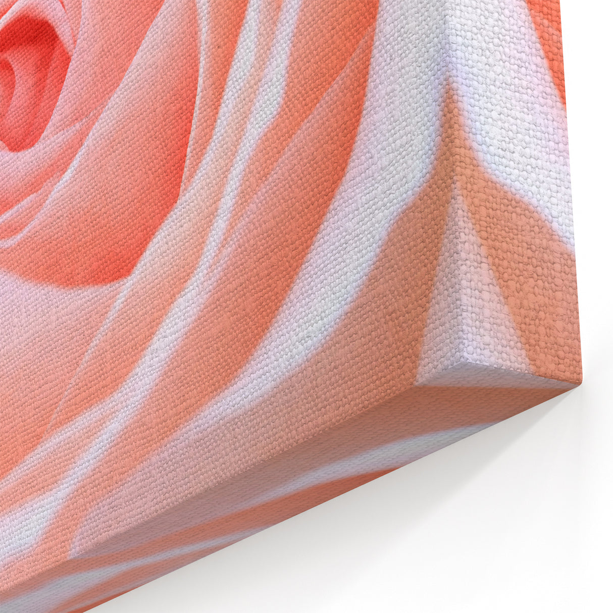 Romantic Rose Wall Art: Nature Close-Up of Blooming Flower Canvas Art