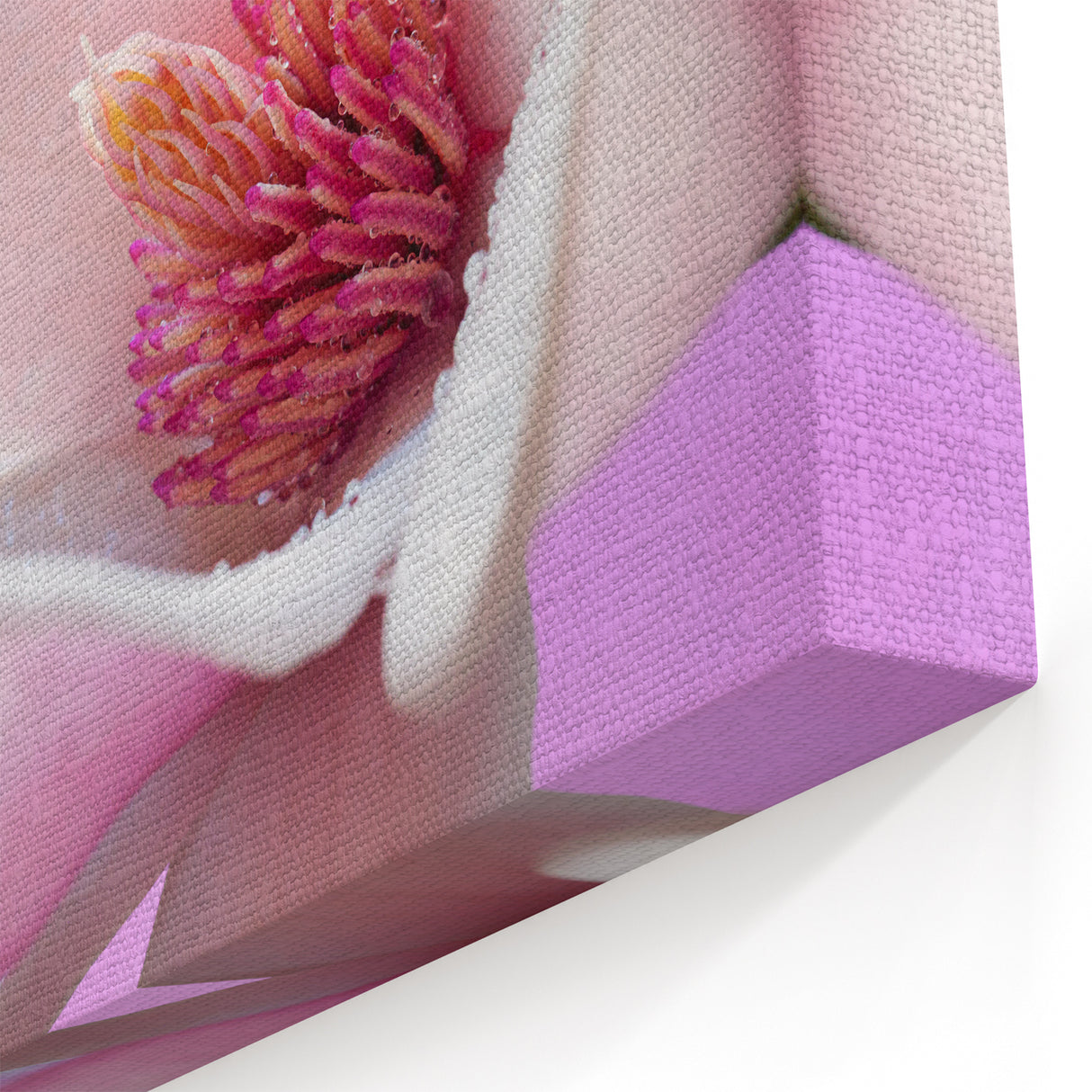 Vibrant Magnolia Wall Art: Nature Close-Up of Blooming Flower Canvas Art