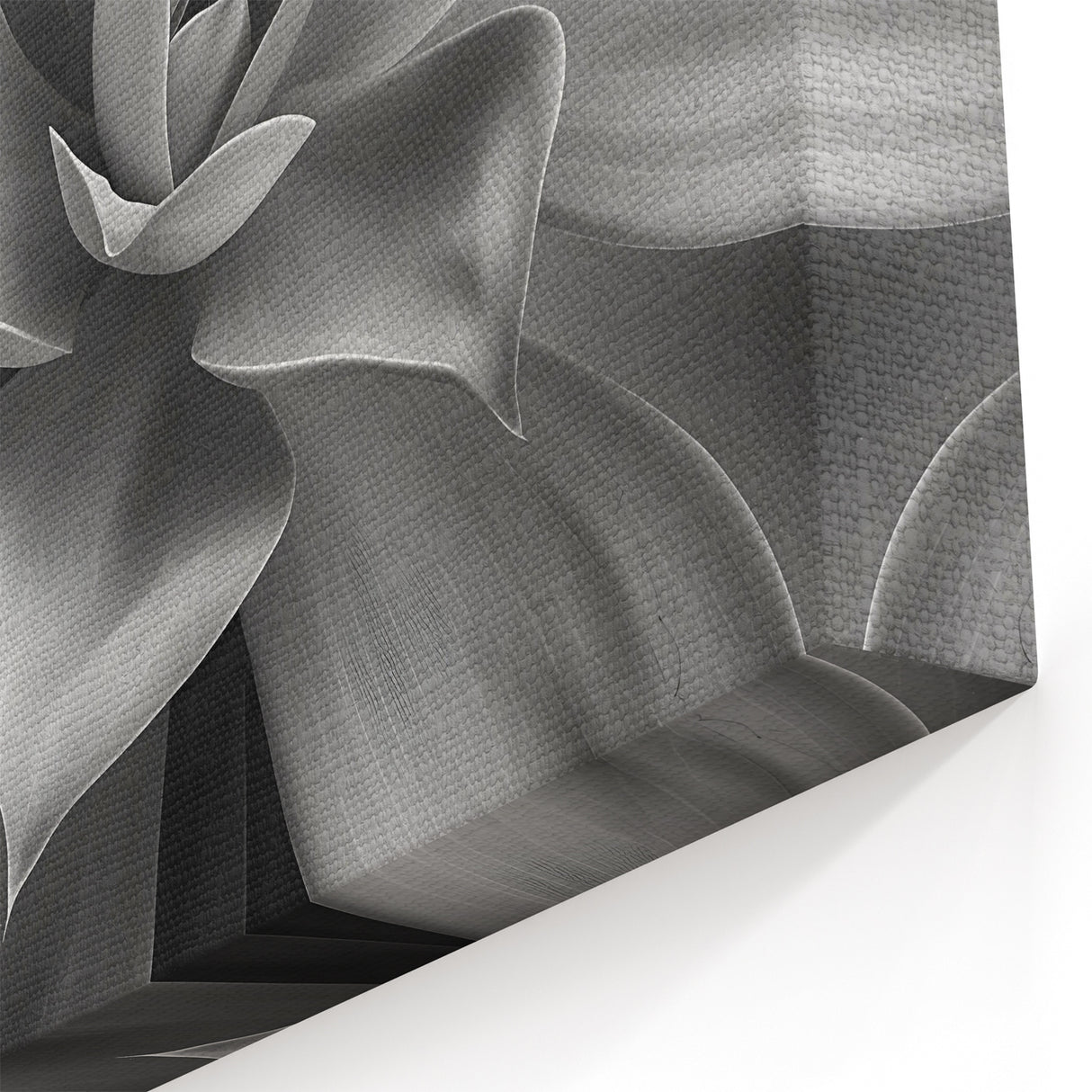 Monochrome Botanical Wall Art - Succulent Close-Up for Modern Decor