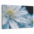 Delicate White Flower with Water Droplets - Nature Close-Up Wall Art