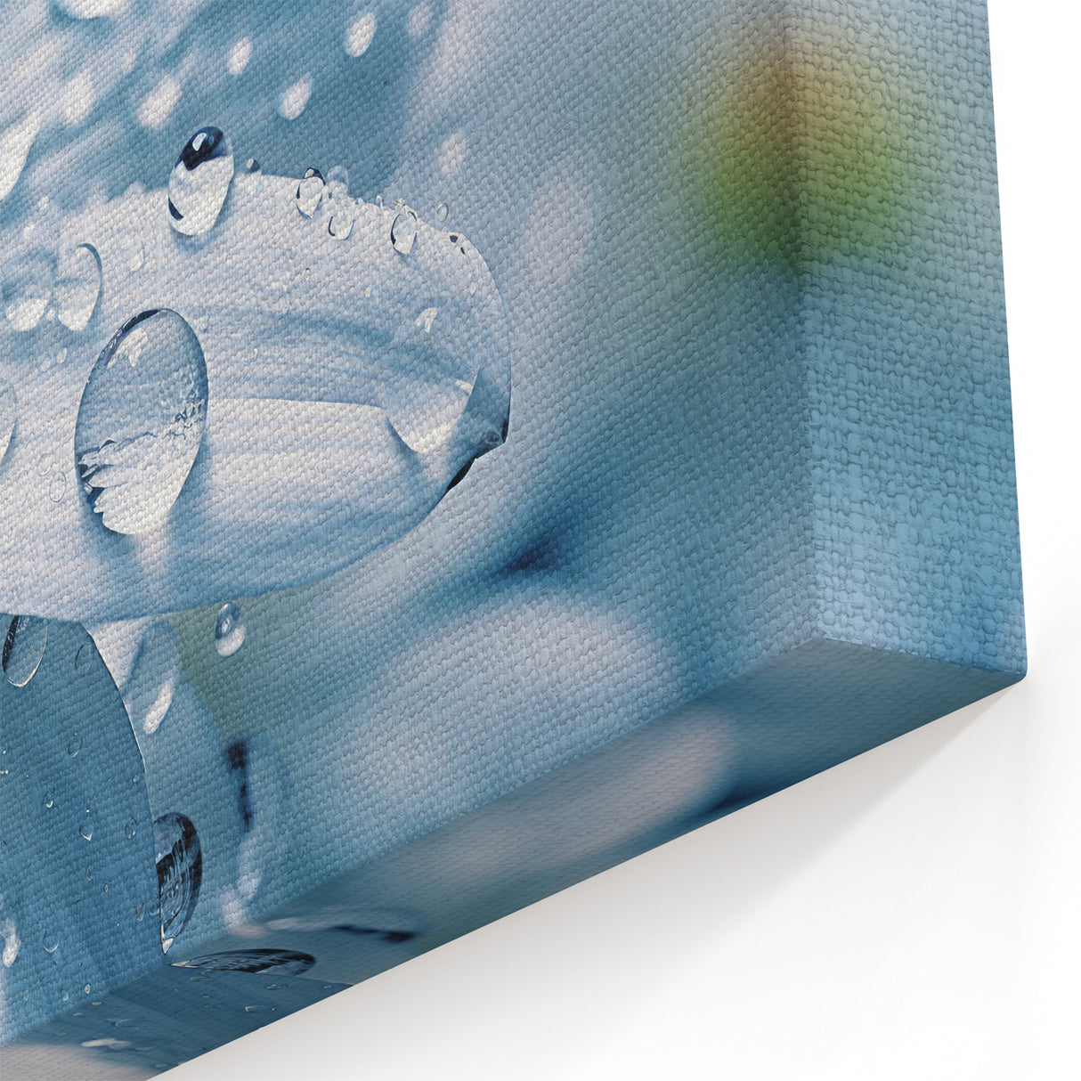 Delicate White Flower with Water Droplets - Nature Close-Up Wall Art
