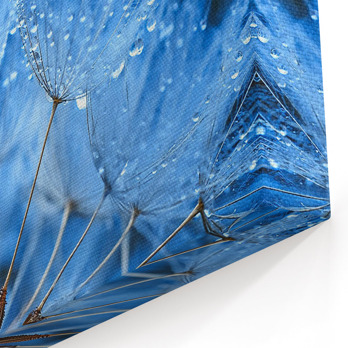 Elegant Dandelion with Water Droplets Close-Up - Nature Wall Art Decor