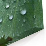 Nature Close-Up Water Photography Art – Scenic Leaf Water Wall Decor