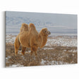 Mongolian Landscape Art – Bactrian Camel in Snowy Mongolian Desert