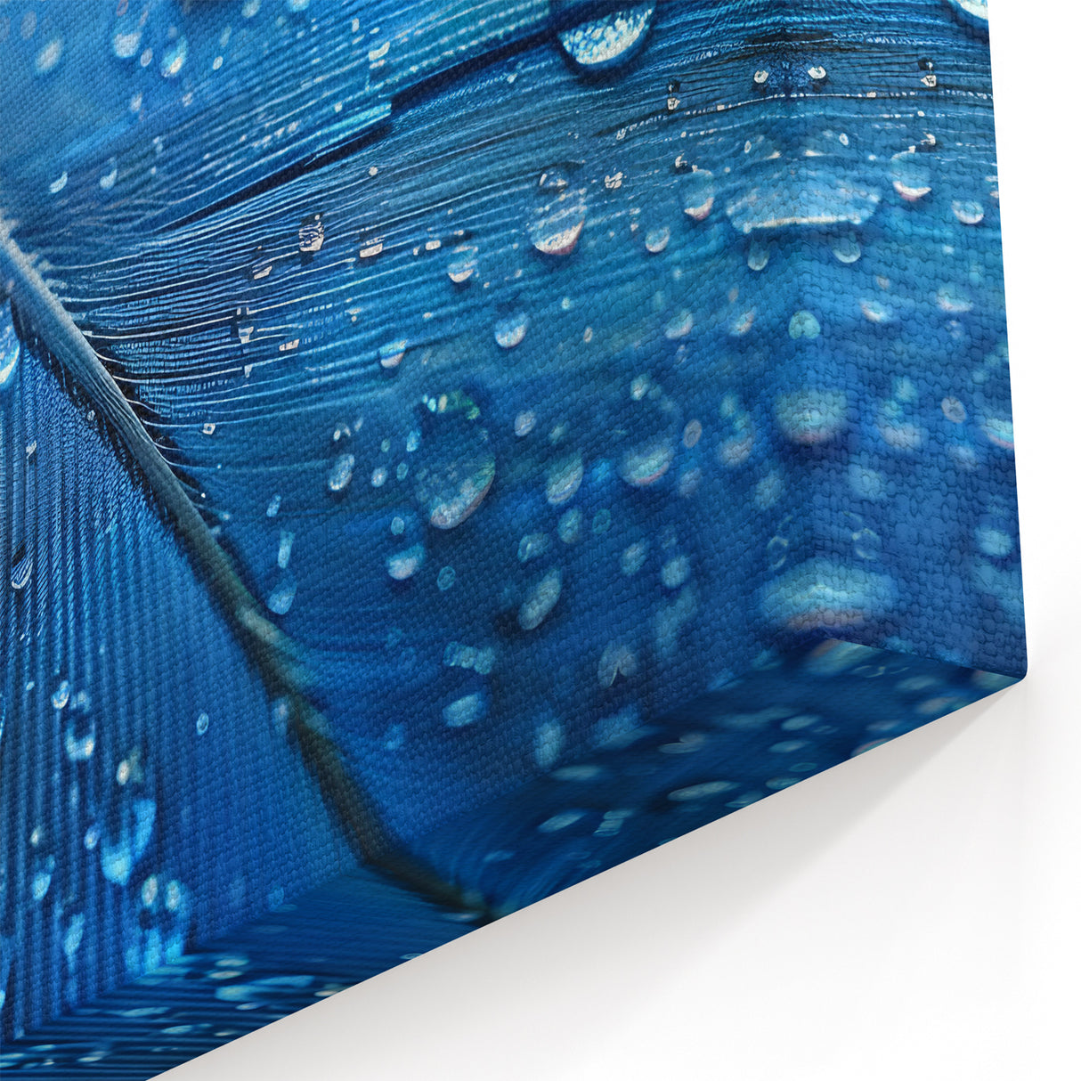 Nature Close-Up Water Art – Blue Feather with Dew Drops Photography Print