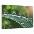 Nature Close-Up Water Art – Dew Drops on Leaf Photography Wall Decor