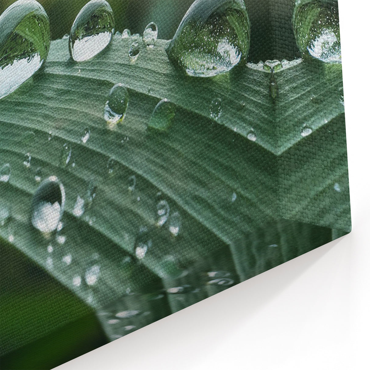 Nature Close-Up Water Art – Dew Drops on Leaf Photography Wall Decor