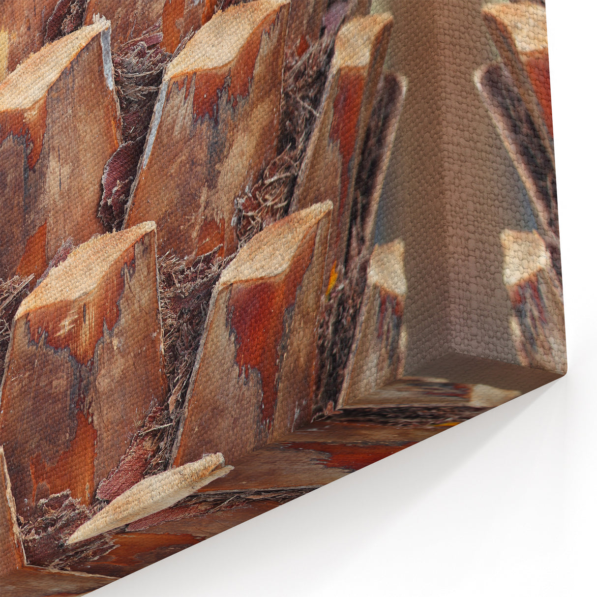 Close-Up Palm Tree Bark Wall Art | Tree Canvas Prints for Home Decor