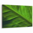 Botanical Leaf Wall Art: Green Leaf Photography for Nature Lovers